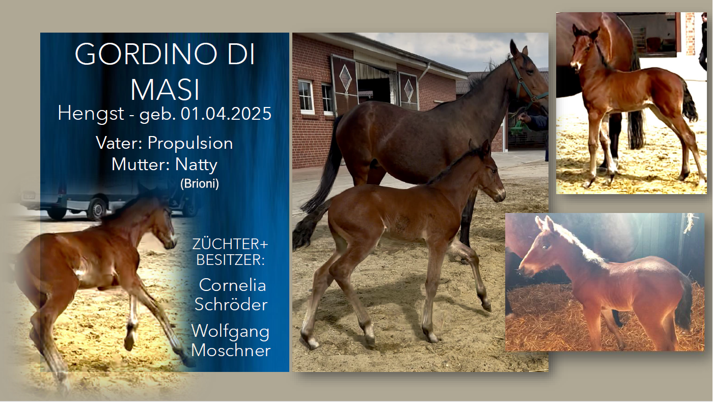 Gordino di Masi