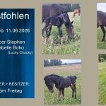 Hengstfohlen